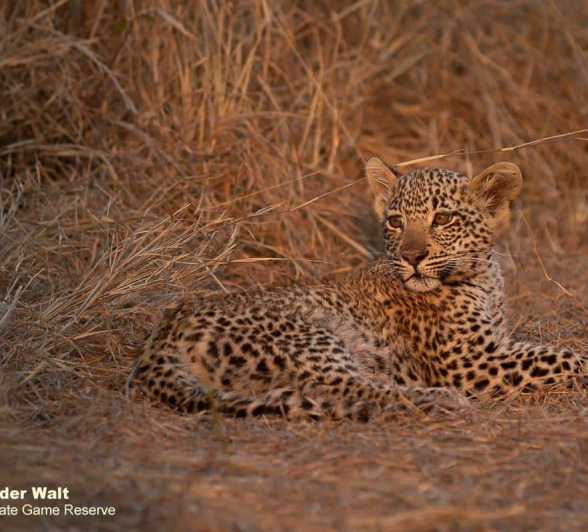 15Tyron Van Der Walt Scotia Aqnd Cub 21092019 5 Final