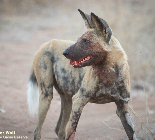 A08Tyron Van Der Walt Wild Dog 260921 2 Final A08Tyron Van Der Walt Wild Dog 260921 2 Final