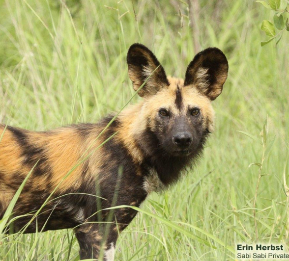 A19Erin Herbst Wild Dog 1 221221 Final