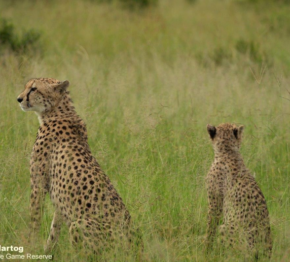 A27David Den Hartog Cheetah 20 01 2022 3 Final