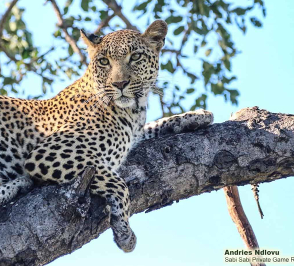 05andries.ndlovu Leopard.kugilia 27.2.20 5 Final 05andries.ndlovu Leopard.kugilia 27.2.20 5 Final