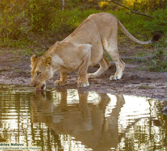 17andries Lioness.styx 071120 10 Final 17andries Lioness.styx 071120 10 Final