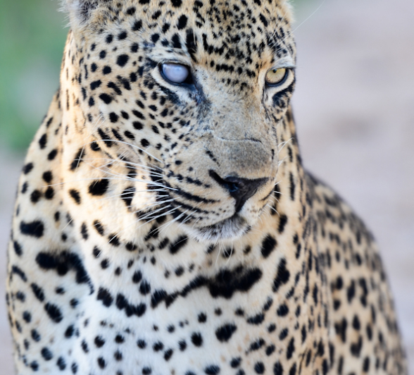 Leopards Mating At LBC Leopards Mating At LBC