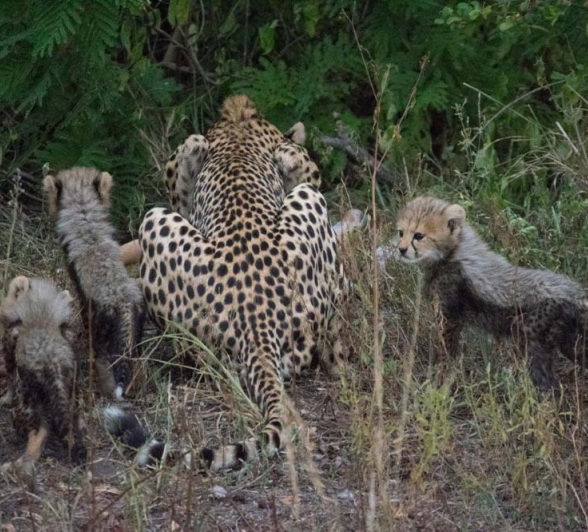 07Courtney Dalziel Cheetah Cubs 2 07Courtney Dalziel Cheetah Cubs 2