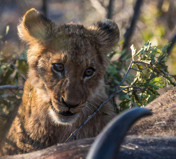 09Sheldon Hooper SP Eating Buffalo 4