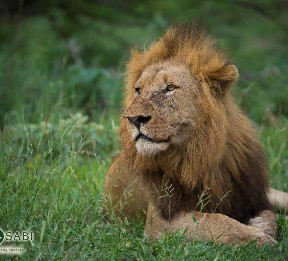 17Terry Ennever Lions 26218 Final