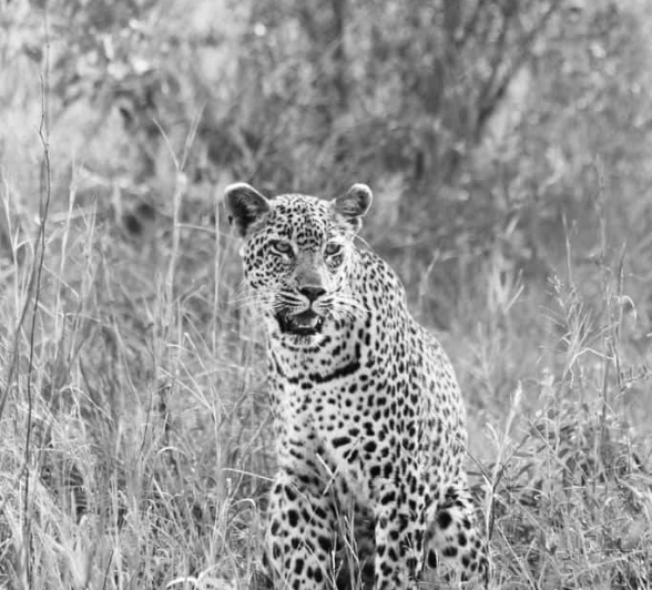 03Louise Murray Female Leopard 22072018 1 Final 03Louise Murray Female Leopard 22072018 1 Final