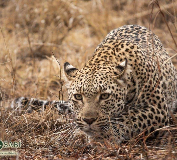 38 Kerry Lee Roberg Kigelia Stalking1 Final