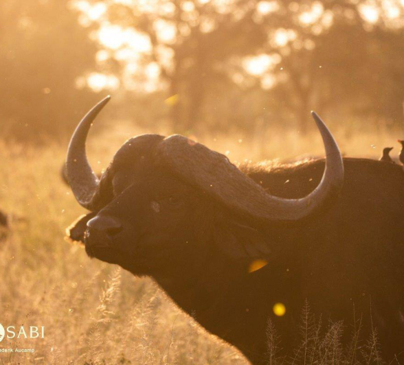 50Frederik Aucamp Cape Buffalo 28 04 2019 1 Final 50Frederik Aucamp Cape Buffalo 28 04 2019 1 Final