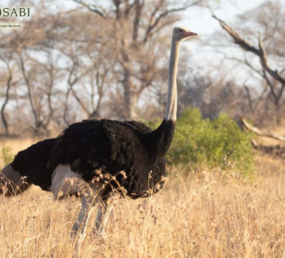 40 Louise Murray Ostrich 26082019 40 Louise Murray Ostrich 26082019