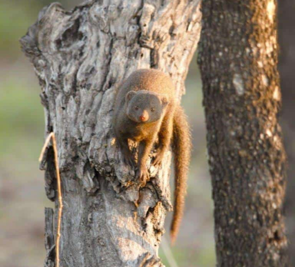 38Daniel Hitchings Dwarf Mongoose Final 38Daniel Hitchings Dwarf Mongoose Final