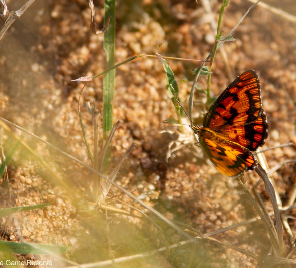 A05Amy Leigh Butterfly Spotted Joker 1 310321 Final A05Amy Leigh Butterfly Spotted Joker 1 310321 Final