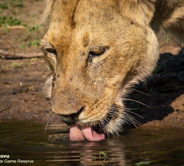 16andries Lioness.styx 071120 5 Final 16andries Lioness.styx 071120 5 Final