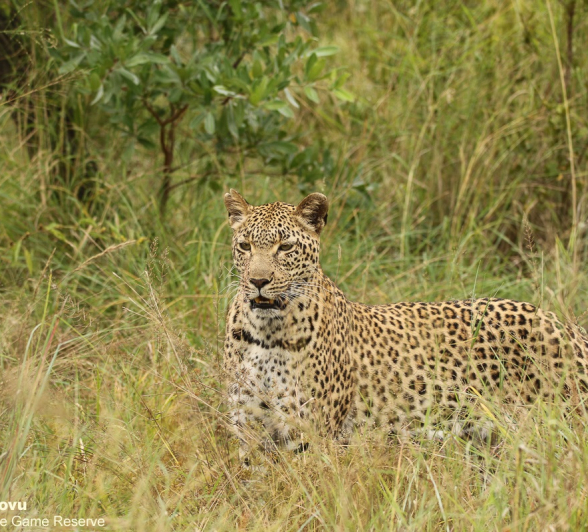 21andries Leopard.kegelia 140421 4 Final 21andries Leopard.kegelia 140421 4 Final