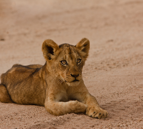 Cub 5 Cub 5