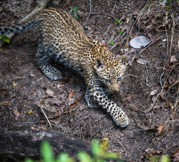 Leopard Cub 5 Leopard Cub 5