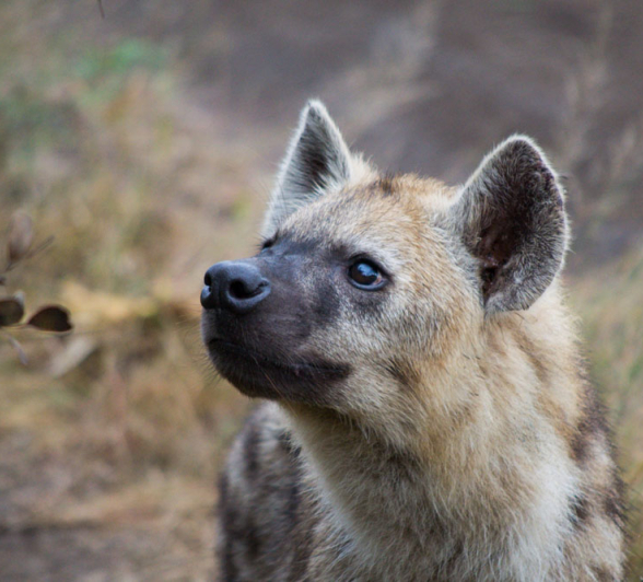 Young Hyena