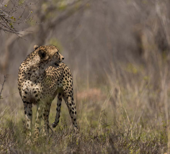 21Pravir Patel Cheetah01 21Pravir Patel Cheetah01