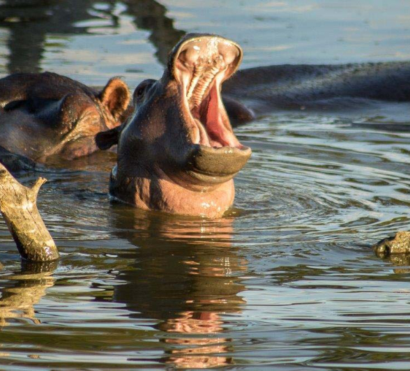 17Tayla McCurdy Hippo 11 April 16 6 17Tayla McCurdy Hippo 11 April 16 6