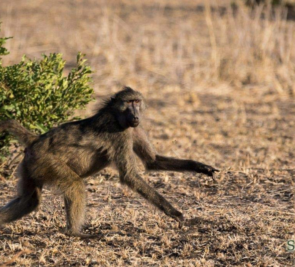 09Sheldon Hooper Baboon Final