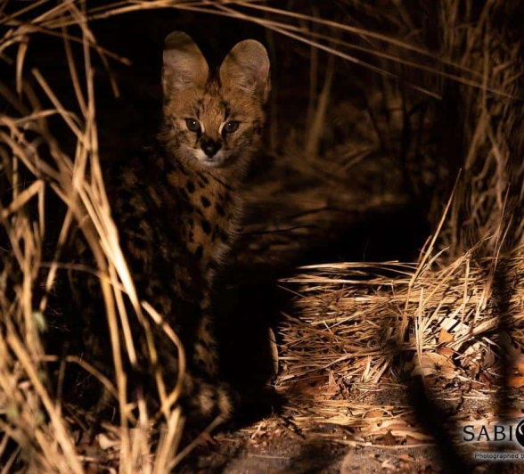 19Kevin Van Der Linde Serval 01092019 2 Final