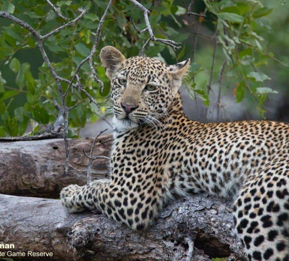 28Brett Heasman Scotia And Cub 24032020 2 Final