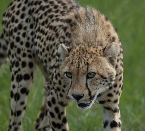 45 Tyron Van Der Walt Cheetah 271220 2 45 Tyron Van Der Walt Cheetah 271220 2