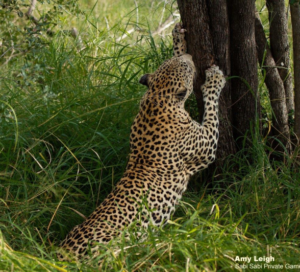 36Amy Leigh Leopard Xovo 2 280321 Final 36Amy Leigh Leopard Xovo 2 280321 Final