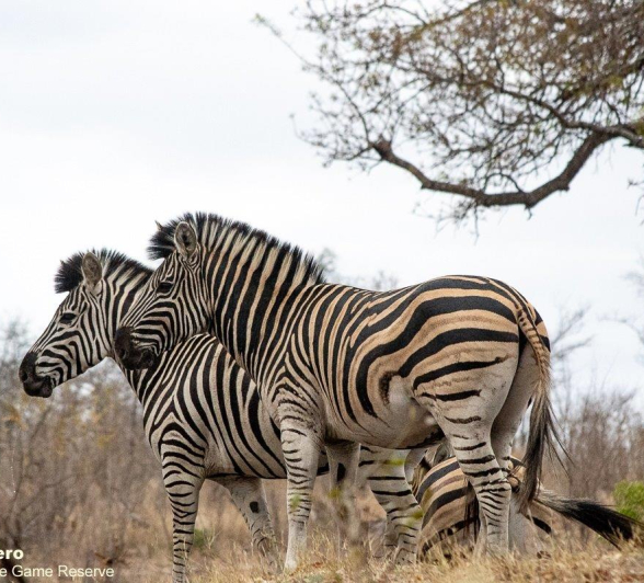 11ronaldmutero Zebra 30092020 6 Final 11ronaldmutero Zebra 30092020 6 Final