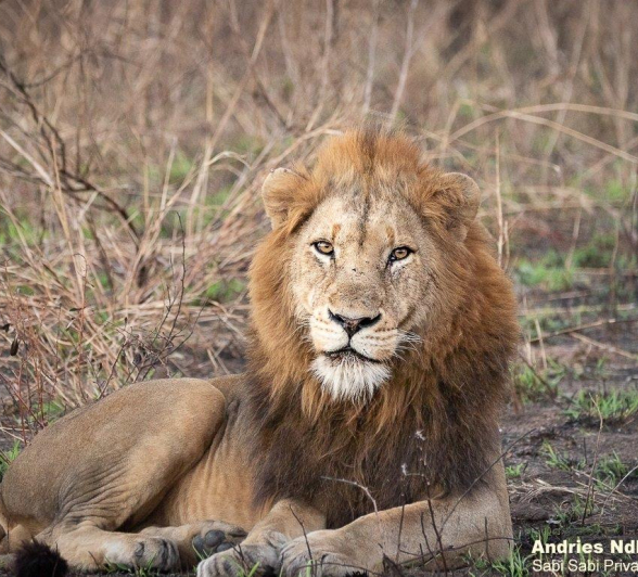 02andries Lions.nwas Blog 2 Final