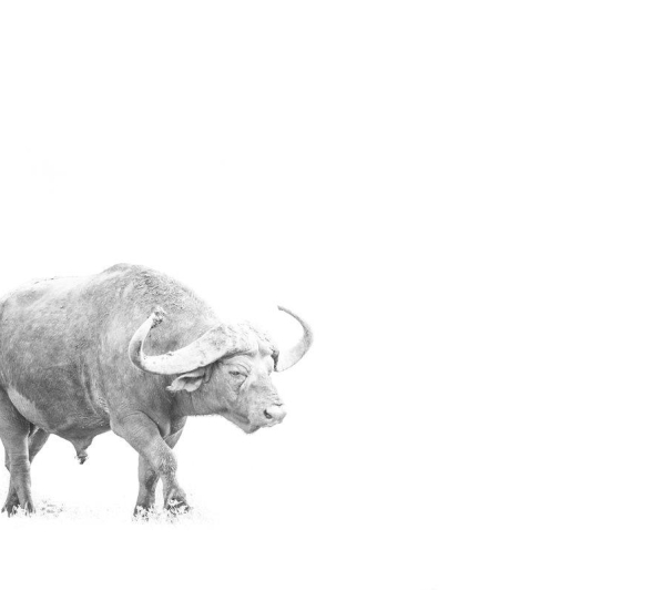 Buffalo 2 Buffalo 2