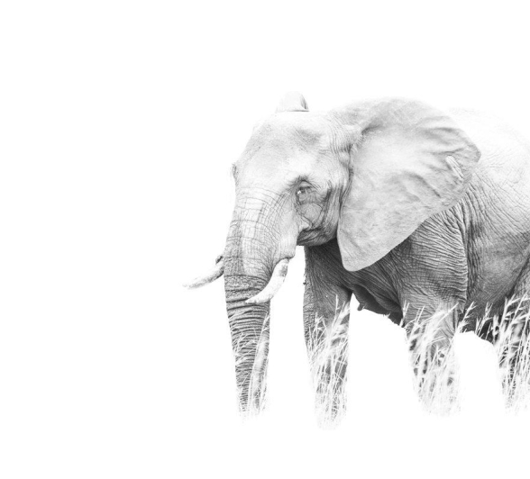 Elephant Elephant