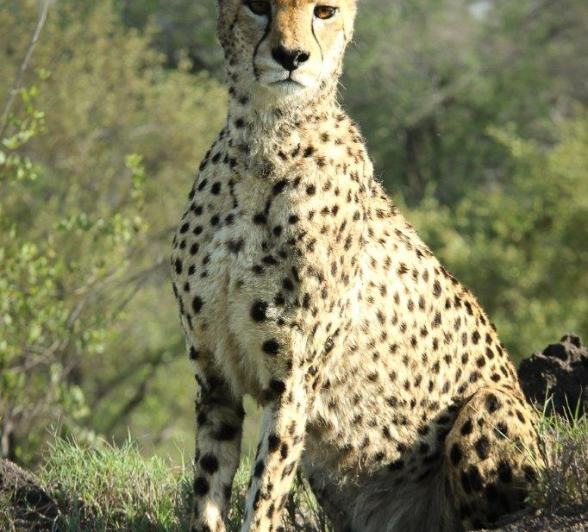 A28Dieter Lategan 20221106 Cheetah 01  Final A28Dieter Lategan 20221106 Cheetah 01  Final
