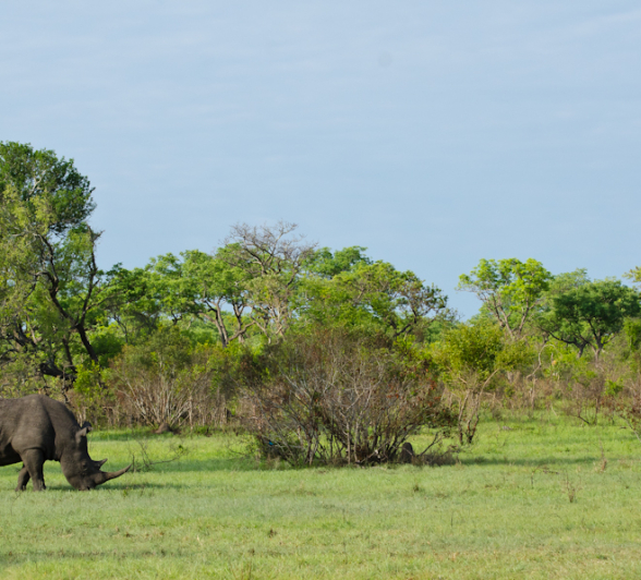 Rhinos Rhinos