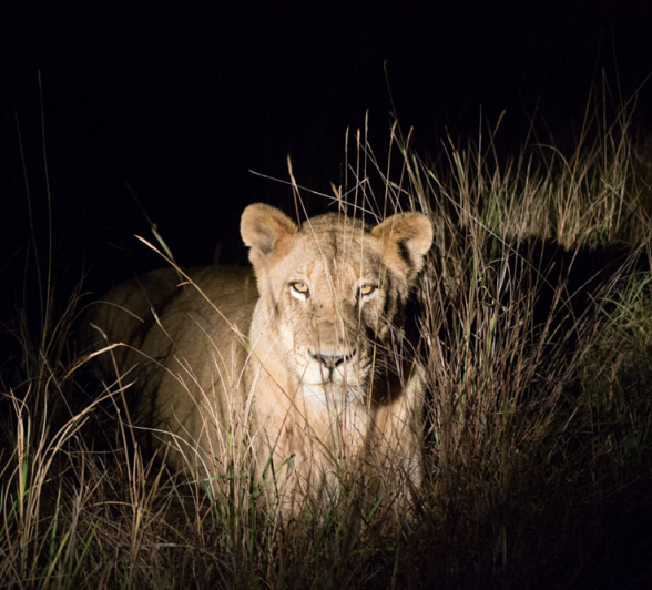 Southern Pride 3 Southern Pride 3