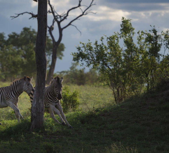 Mike L Zebra Mike L Zebra