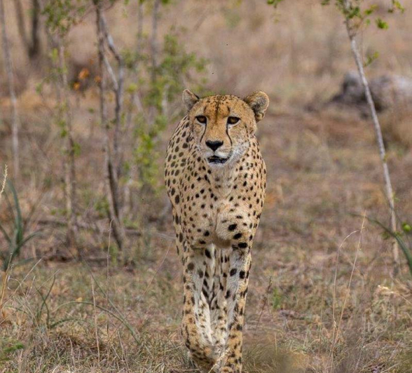 34Kyle Male Skankank 21