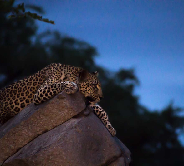 10Sheldon Hooper Kigelia 104