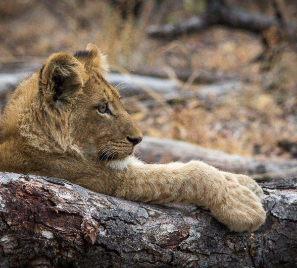 17Franscois Rosslee Lioncub1 1 Of 1 17Franscois Rosslee Lioncub1 1 Of 1