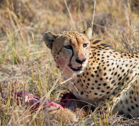 21Franscois Rosslee Ch 1 Of 1