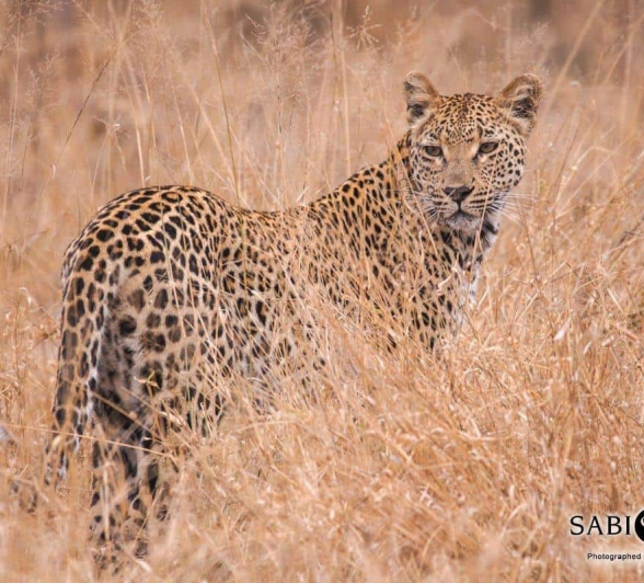 14Frederik Aucamp Ntsumi Female Leopard 21 06 2019 Edit Final 14Frederik Aucamp Ntsumi Female Leopard 21 06 2019 Edit Final