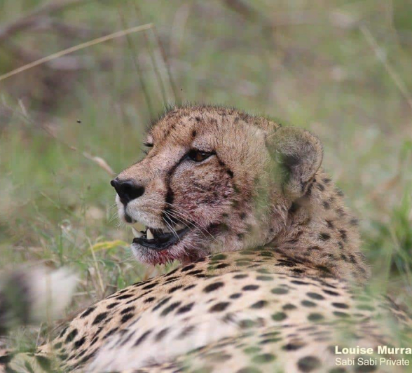 26Louise Murray Cheetah 26042020 Final 26Louise Murray Cheetah 26042020 Final