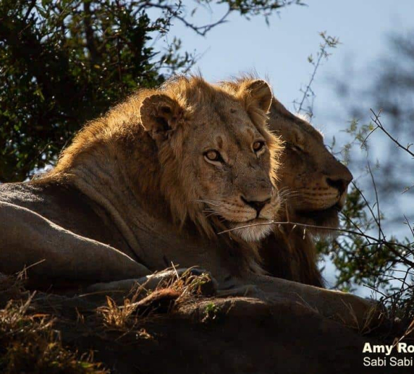 65Amy Roberts Lion Nwasitshaka 3 070720 Final 65Amy Roberts Lion Nwasitshaka 3 070720 Final