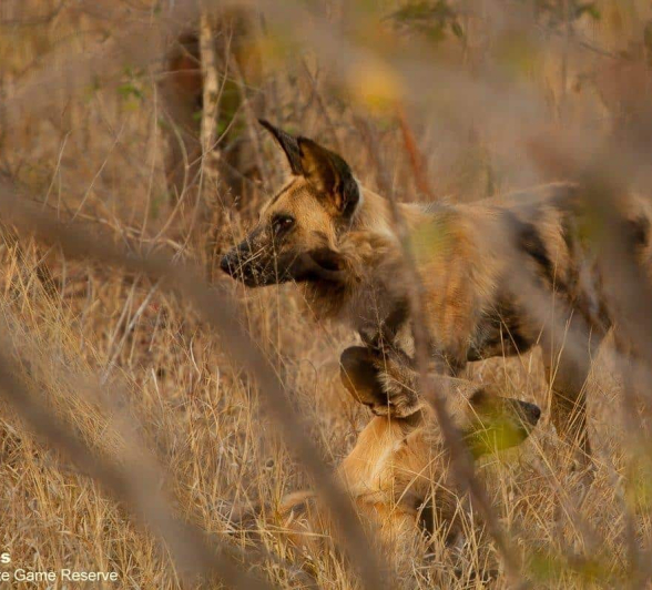 05Amy Roberts Wilddog 2 260820 Final