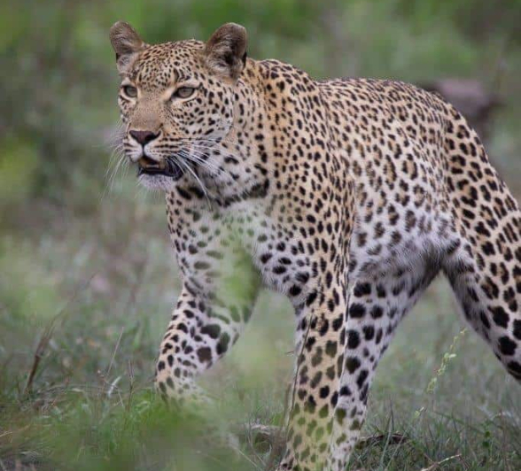 06Louise Murray Kigelia 10112020 3 Final 06Louise Murray Kigelia 10112020 3 Final