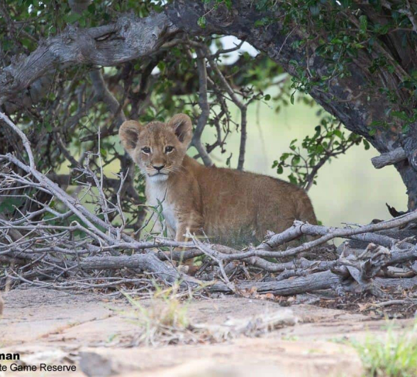 07Greg Heasman Sp And Cubs 21112020 3 Final 07Greg Heasman Sp And Cubs 21112020 3 Final
