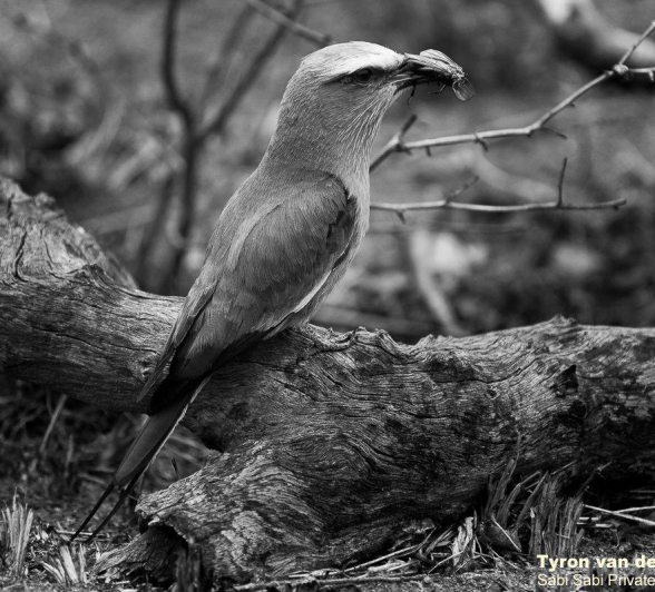 08Tyron Van Der Walt Lilac Breasted Roller Monochrome Final