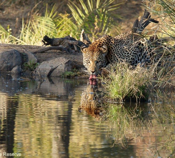 B17Amy Leigh Leopard White Dam 3 290721 Final