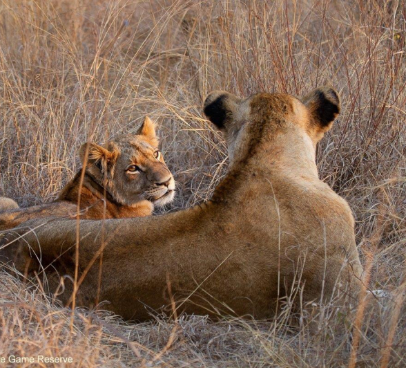 A06Amy Leigh Lion SP 070821 Final