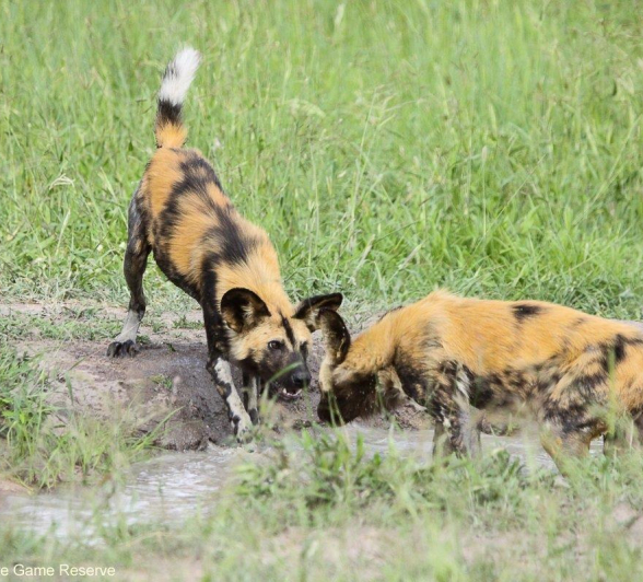 A20Erin Herbst Wild Dog 3 221221 Final